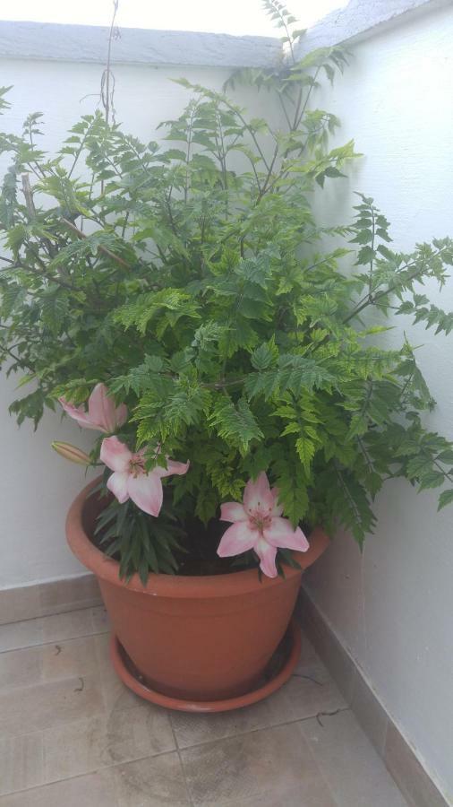 Apartament Helena Zaton  Zewnętrze zdjęcie